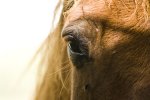 Horse (Image:The Converation, Flickr)